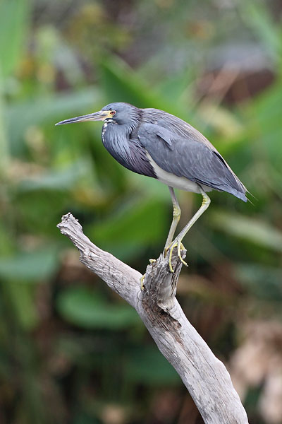 Tricoloured Heron © Russ Chantler